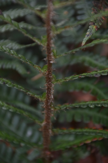 2011 12 A la découverte des lichens 14